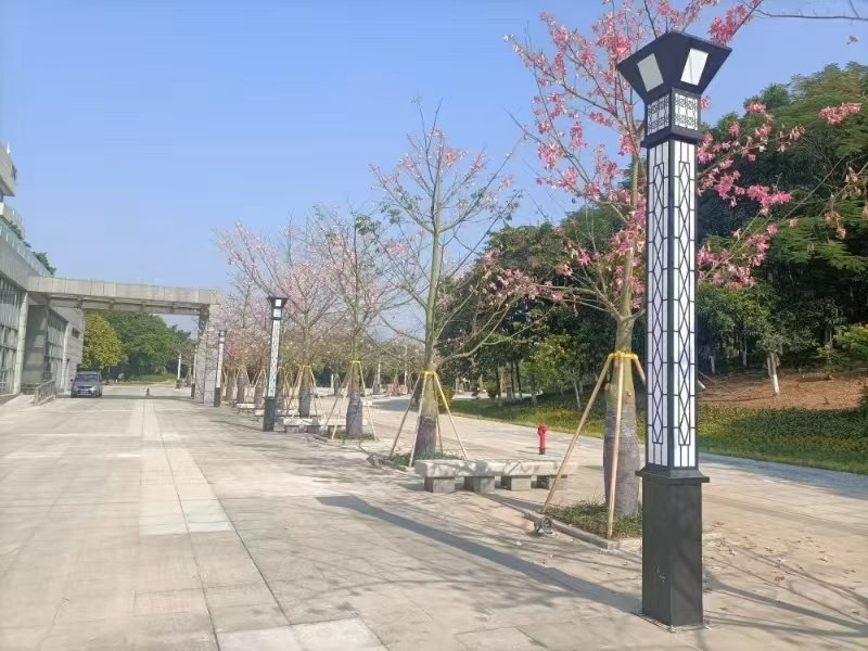 松山湖生态园广场庭院灯阵列与异木棉樱花树(春季实拍)